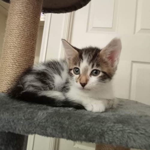 Pipsqueak