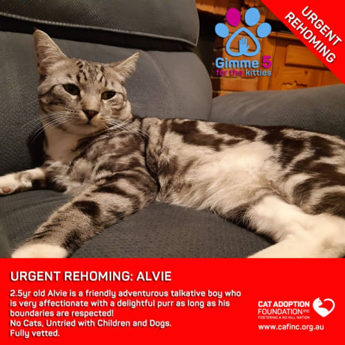 Alvie Private Rehoming No Charge!