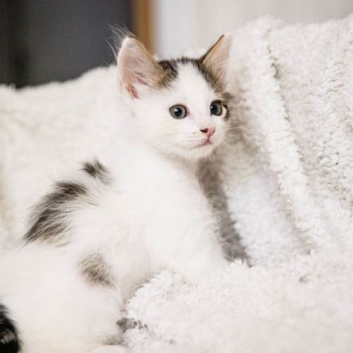 Marvin*Meet me at Neko Hq Preston 3rd June*