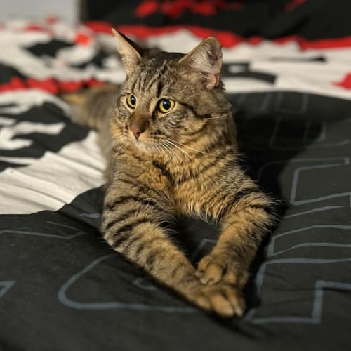 Kovu
