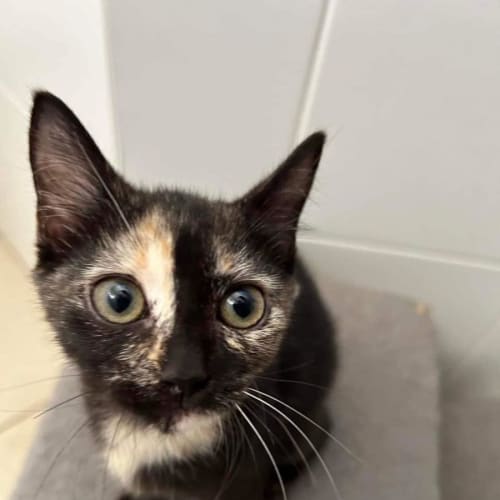 Lani