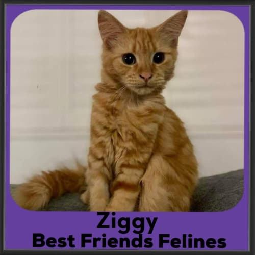 Ziggy