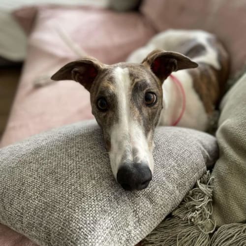 Mr. Fernando Fluffy Socks 