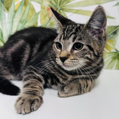 Jacob - Located in Preston 