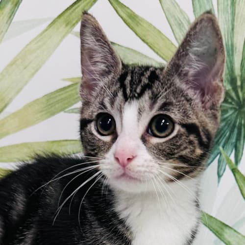 Jock - Located in Preston 
