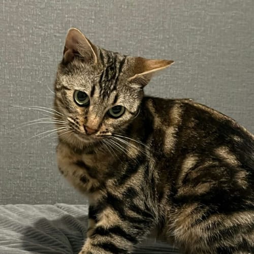 Eloise