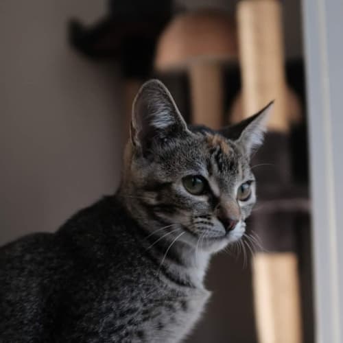 Suki