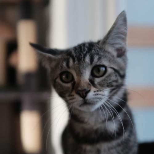 Zuko - Petstock