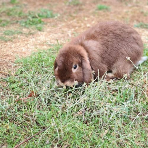 Hershey