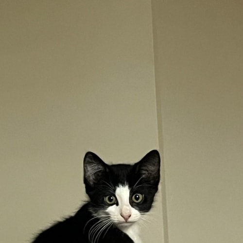 Stewie