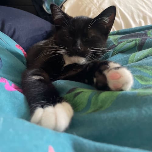 Socks