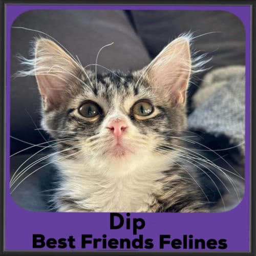 Dip 