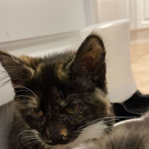 Bella