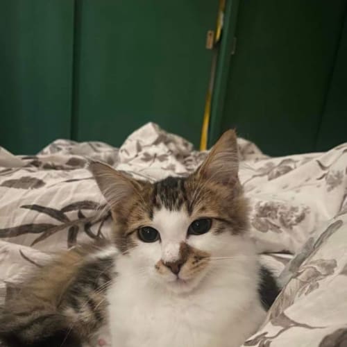 Mercury