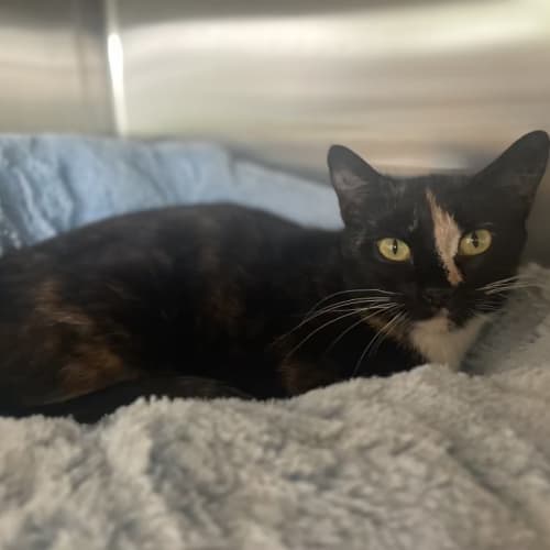 Cat Rescue (14 Cats - Male & Female)