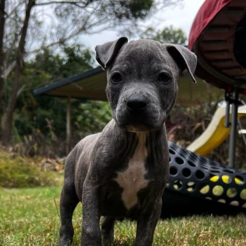 Stella