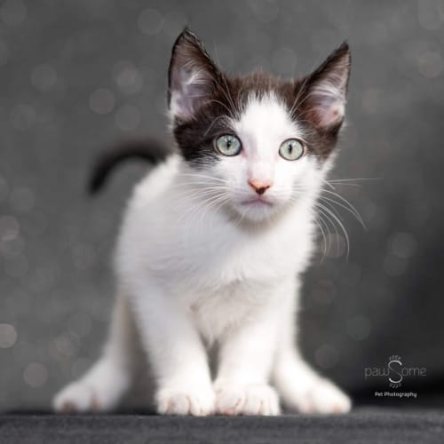 Dewey ** 2nd Chance Cat Rescue**