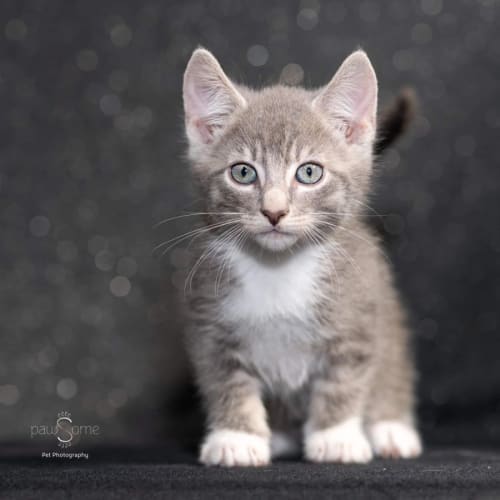 Reece ** 2nd Chance Cat Rescue**