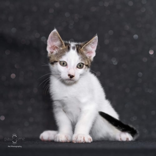 Jamie ** 2nd Chance Cat Rescue**