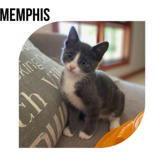 Memphis