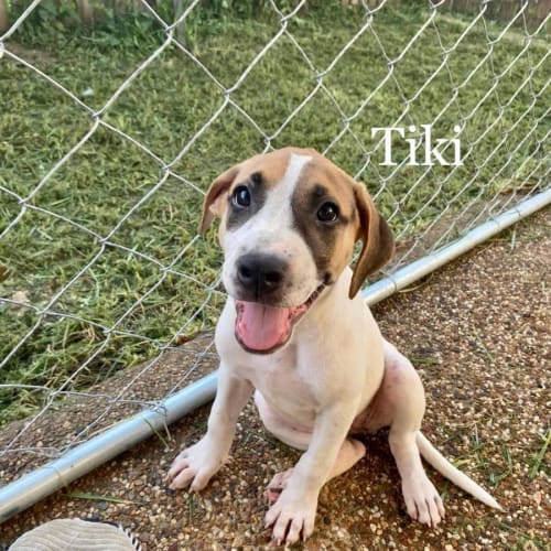 Tiki