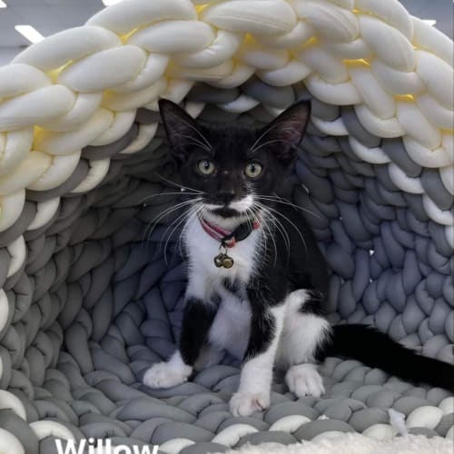 Willow