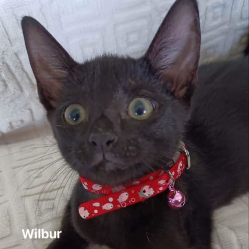 Wilbur