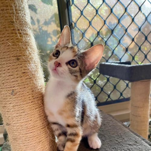 Callie
