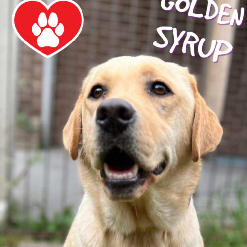 Golden Syrup 
