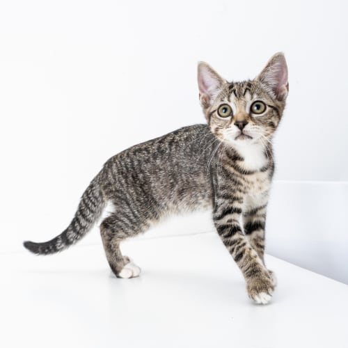 Penelope