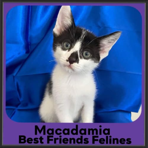 Macadamia