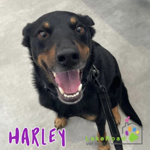 Harley
