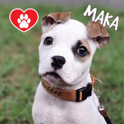 Maka 