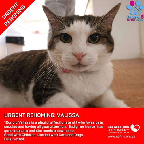 Valissa Private Rehoming No Charge!