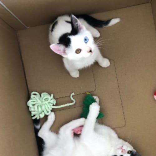 Parfait + Macaroon (available from foster care)