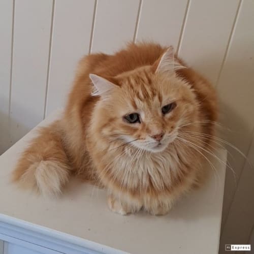 Ginger