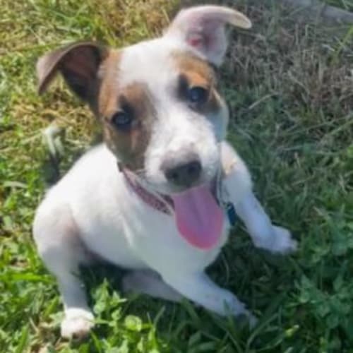 Aisling (Ash-ling)🍀🐾