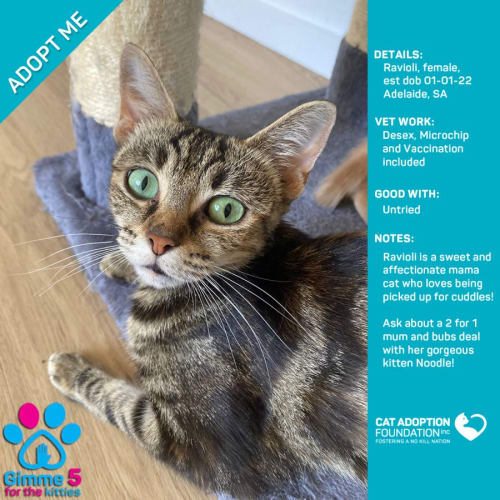 Ravioli Just $39 or 2 for 1 with Kitten Noodle!
