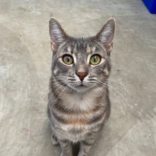 Tara