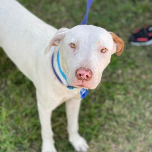 Juliet *$250 Adoption Fee* 