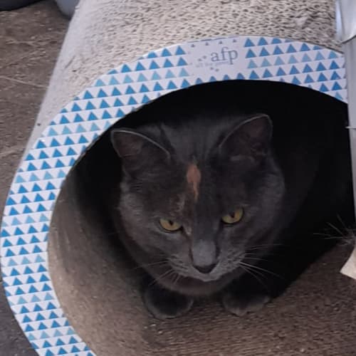 Gemma