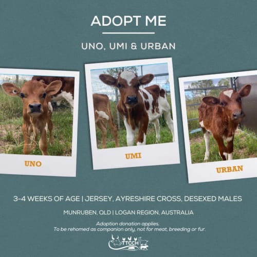 Uno, Urban and Umi