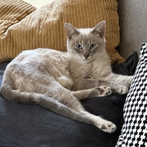 Freya