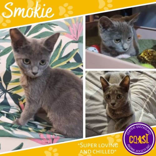 Smokie