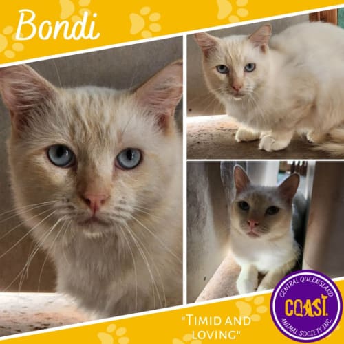 Bondi