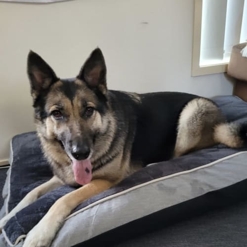 Bella
