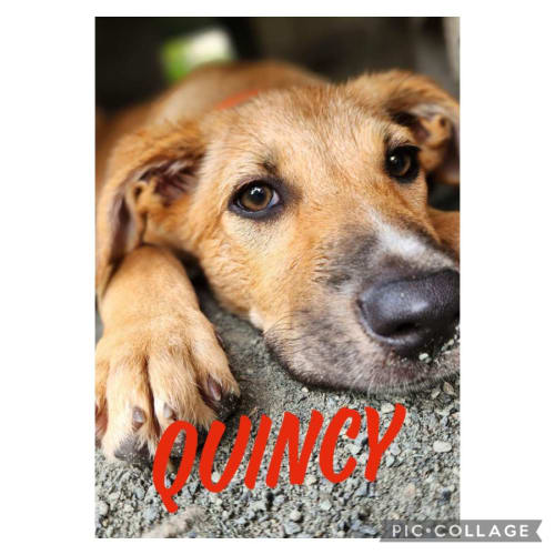 Quincy 
