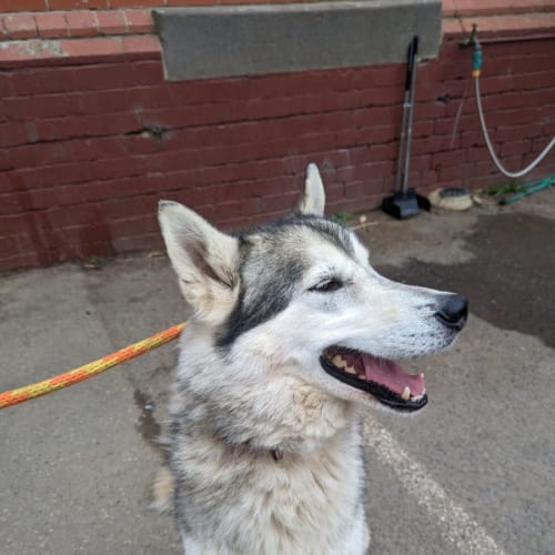 Apollo
