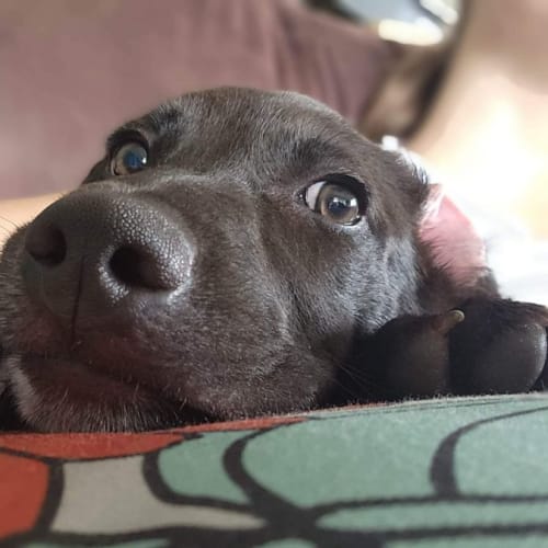 Wilbur 