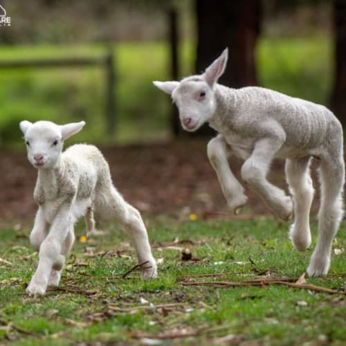 Beth (female) and Dutton (male)
